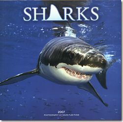 Kalender Sharks 2006