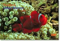Paradiese unter Wasser Kalender 2006