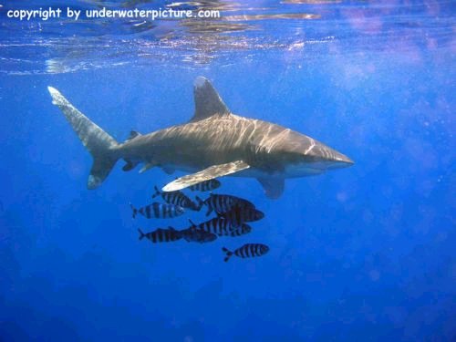 underwaterpicture.com