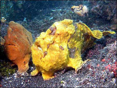 Dive Indonesia.de  - Unterwasserwelt Asiens