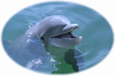 Dolphin-Divers Bern
