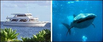 MS ASMAS