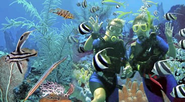 Treasure Divers - Tauchen in der Dominikanischen Republik