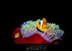 Kalender Aquatic: Von namhaften Fotografen in der ganzen Welt eingefangen 