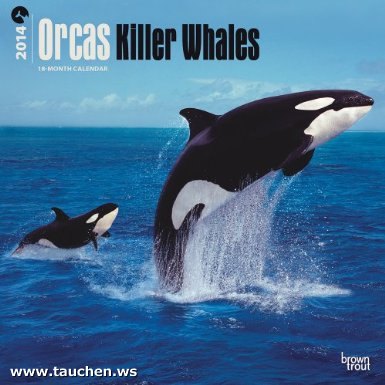 Kalender: Orcas - Killerwale: Original BrownTrout-Kalender 