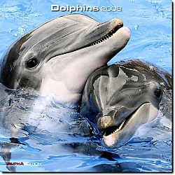 Kalender 2008 Dolphins - Delphine 2008