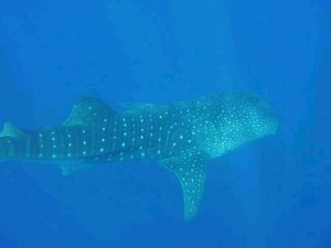 Ovalau Watersports - Central Fiji Scuba Diving
