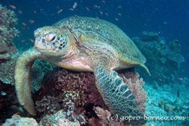 PADI IDC Borneo Malaysia