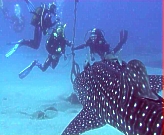 Morro Jable - Tauchschule Fuertediver
