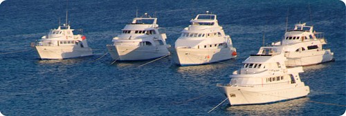 Sea Serpent Fleet Tauchsafari Rotes Meer