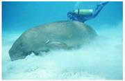 Dugong Dive Center