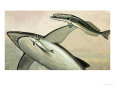 Unidentified Shark and Fish
