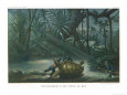 Hunting Turtles