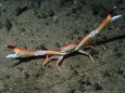 Mud Runner Crab, Outer Hebrides, Scotland