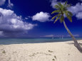 Palm Tree on La Grange Beach, St. Croix