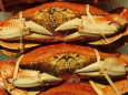 Dungeness Crab at Pike Place Public Market, Seattle, Washington State, USA