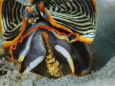 A blenny perches on an armina nudibranch attacking a sea pen