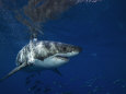 Great White Shark Swims in Clear Water Off Guadalupe Island