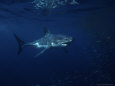 Great White Shark, Tagged, South Australia