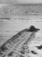 Giant Turtle Returning to the Sea After Laying and Burying Her Eggs