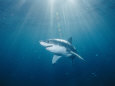 Sun Rays Illuminate the Path of a Great White Shark