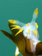 Nudibranch, Feeding, UK