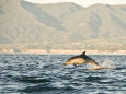 Long-Beaked Common Dolphin Swimming and Leaping at Water's Surface