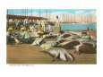 Turtle Catch, Key West, Florida