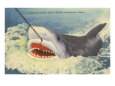 Catching a Shark, Marineland, Florida