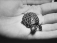 Pet Turtle