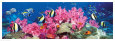 Tropical Fish