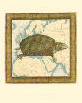 Oceanic Turtle II