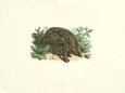 Common Land Tortoise