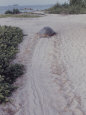 Sea Turtles on On Selingaan Island, Near North Borneo