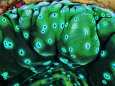 Bivalve of the Tridacna Genus