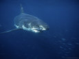 Great White Shark, Tagged, South Australia