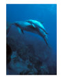 Mother and Baby Dolphins