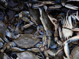 Close-up of Blue Crabs Caught in a Crab Pot