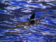 Great White Shark Swims Just under the Surface Off Guadalupe Island