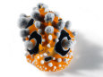 A toxic Phyllidia ocellata nudibranch