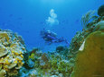 Underwater Diver and Corals, Cozumel Island, Mexico