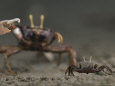 Pincer Claw of a Full-Size Ghost Crab Moves toward a Juvenile Crab