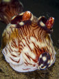 Close up of nudibranch, Kentrodoris rubescens