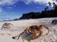 Coconut Crabs on Beach, Christmas Island