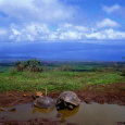 Giant Tortoises in Pond with Bay in Distance, Ecuador
