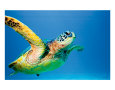 Green Sea Turtle