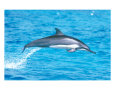 Spinner Dolphins