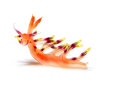A toxic Flabellina exoptata nudibranch