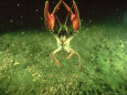 Freshwater Crab, with Parasitic Mould, Sweden