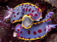 Mating behavior of hyselodoris bennetti nudibranchs